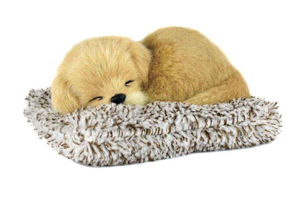 Mini Golden Retriever