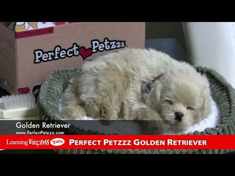 Mini Golden Retriever