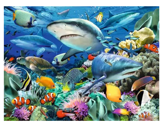 Shark Reef 100 Pc