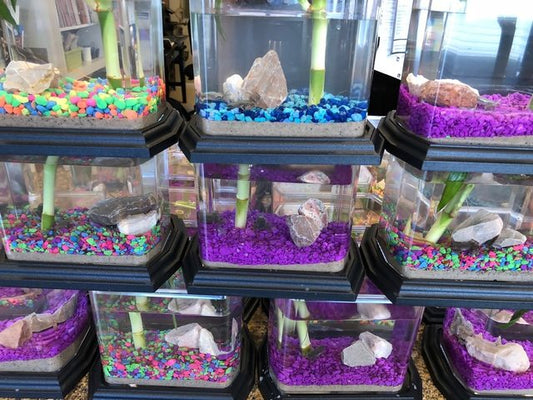 Deluxe Frog Biospheres