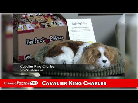 Cavalier King Charles
