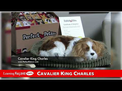 Cavalier King Charles