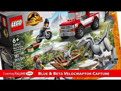 Blue & Beta Velociraptor