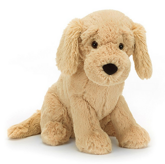 Tilly Golden Retriever