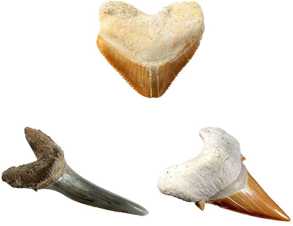 Ng Shark Tooth Dig Kit