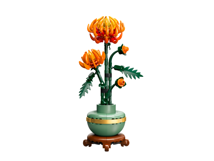 Chrysanthemum Botanical