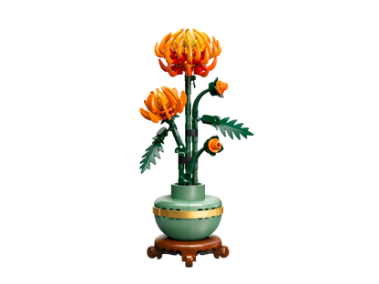 Chrysanthemum Botanical